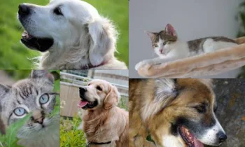 Yaşlı Köpekler İçin Köpek Maması